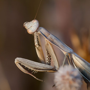 Mantis religiosa (Mantidae)  - Mante religieuse - Praying Mantis Vosges [France] 18/08/2012 - 370m
