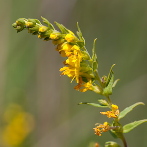 Odontites luteus (Orobanchaceae)  - Odontite jaune, Euphraise jaune, Odontitès jaune Meuse [France] 19/08/2012 - 330m