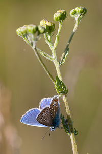 Polyommatus icarus (Lycaenidae)  - Azuré de la Bugrane, Argus bleu - Common Blue Marne [France] 16/08/2012 - 170m