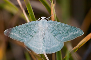 Pseudoterpna pruinata (Geometridae)  - Hémithée du Genêt Meuse [France] 17/08/2012 - 340m