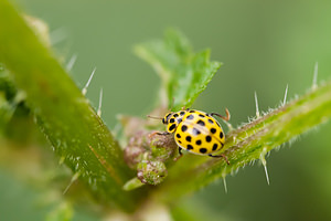Psyllobora vigintiduopunctata (Coccinellidae)  - Coccinelle à 22 points - 22-spot Ladybird Somme [France] 15/08/2012 - 60m