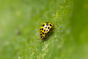 Psyllobora vigintiduopunctata (Coccinellidae)  - Coccinelle à 22 points - 22-spot Ladybird Somme [France] 15/08/2012 - 60m