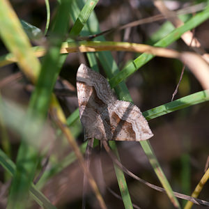 Scotopteryx chenopodiata (Geometridae)  - Phalène de l'Ansérine, Chénopodie - Shaded Broad-bar Meuse [France] 18/08/2012 - 340m