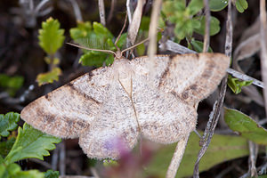 Selidosema brunnearia (Geometridae)  - Boarmie brune - Bordered Grey Meuse [France] 17/08/2012 - 330m