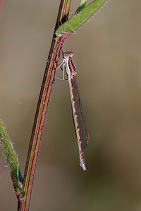 Sympecma fusca (Lestidae)  - Leste brun - Brown Emerald Damselfly Marne [France] 16/08/2012 - 170m