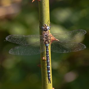 Aeshna mixta (Aeshnidae)  - aeschne mixte - Migrant Hawker Ath [Belgique] 16/09/2012 - 20m