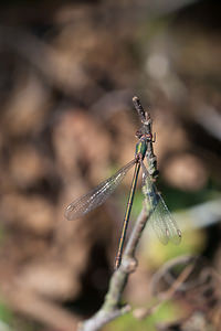 Chalcolestes viridis (Lestidae)  - Leste vert - Green Emerald Damselfly Ath [Belgique] 16/09/2012 - 20m