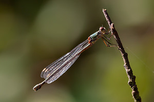 Chalcolestes viridis (Lestidae)  - Leste vert - Green Emerald Damselfly Ath [Belgique] 16/09/2012 - 20m