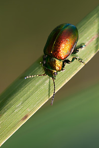 Chrysolina herbacea (Chrysomelidae)  - Chrysomèle mentholée Nord [France] 15/09/2012 - 180m