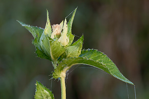 Cirsium oleraceum (Asteraceae)  - Cirse potager, Cirse maraîcher, Cirse des maraîchers, Chardon des potagers - Cabbage Thistle Pas-de-Calais [France] 09/09/2012