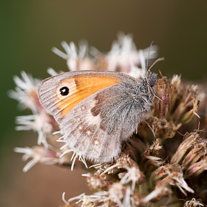 Coenonympha pamphilus (Nymphalidae)  - Fadet commun, Procris, Petit Papillon des foins, Pamphile - Small Heath Pas-de-Calais [France] 08/09/2012 - 30m