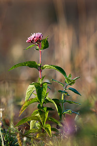 Eupatorium cannabinum (Asteraceae)  - Eupatoire chanvrine, Eupatoire à feuilles de chanvre, Chanvre d'eau - Hemp-agrimony Pas-de-Calais [France] 08/09/2012 - 30m