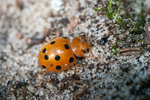 Henosepilachna argus (Coccinellidae)  - Coccinelle de la Bryone Pas-de-Calais [France] 08/09/2012 - 10m