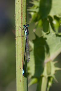 Ischnura elegans (Coenagrionidae)  - Agrion élégant - Blue-tailed Damselfly Pas-de-Calais [France] 09/09/2012