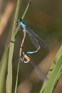 Ischnura elegans (Coenagrionidae)  - Agrion élégant - Blue-tailed Damselfly Pas-de-Calais [France] 09/09/2012