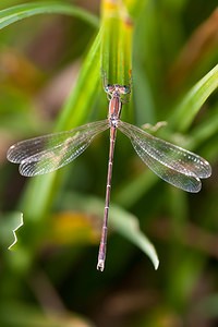 Lestes barbarus (Lestidae)  - Leste sauvage - Shy Emerald Damselfly Pas-de-Calais [France] 08/09/2012 - 30m