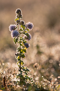 Mentha aquatica (Lamiaceae)  - Menthe aquatique - Water Mint Pas-de-Calais [France] 08/09/2012 - 30m