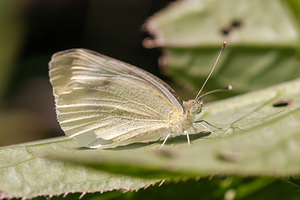 Pieris rapae (Pieridae)  - Piéride de la Rave, Petit Blanc du Chou, Petite Piéride du Chou - Small White Pas-de-Calais [France] 09/09/2012