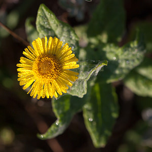 Pulicaria dysenterica (Asteraceae)  - Pulicaire dysentérique, Herbe de Saint-Roch, Inule dysentérique - Common Fleabane Pas-de-Calais [France] 08/09/2012 - 30m