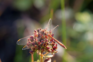 Sympetrum meridionale (Libellulidae)  - Sympétrum méridional - Southern Darter Pas-de-Calais [France] 08/09/2012 - 30m