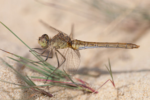 Sympetrum meridionale (Libellulidae)  - Sympétrum méridional - Southern Darter Pas-de-Calais [France] 08/09/2012 - 30m