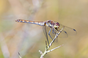 Sympetrum striolatum (Libellulidae)  - Sympétrum fascié - Common Darter Pas-de-Calais [France] 08/09/2012 - 30m