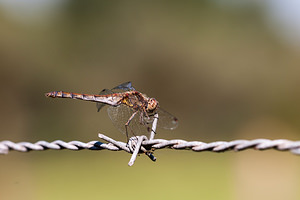 Sympetrum striolatum (Libellulidae)  - Sympétrum fascié - Common Darter Pas-de-Calais [France] 09/09/2012