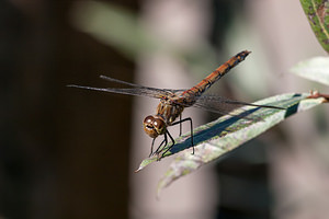 Sympetrum striolatum (Libellulidae)  - Sympétrum fascié - Common Darter Pas-de-Calais [France] 09/09/2012