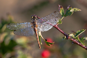 Sympetrum vulgatum (Libellulidae)  - Sympétrum vulgaire - Vagrant Darter Pas-de-Calais [France] 08/09/2012 - 30m