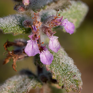 Teucrium scordium (Lamiaceae)  - Germandrée des marais, Germandrée des marais, Chamaraz, Germandrée d'eau - Water Germander Pas-de-Calais [France] 08/09/2012 - 30m