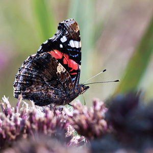 Vanessa atalanta (Nymphalidae)  - Vulcain, Amiral, Vanesse Vulcain, Chiffre, Atalante - Red Admiral Pas-de-Calais [France] 08/09/2012 - 10m