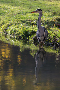 Ardea cinerea (Ardeidae)  - Héron cendré - Grey Heron Nord [France] 14/11/2012 - 30m