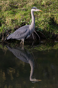 Ardea cinerea (Ardeidae)  - Héron cendré - Grey Heron Nord [France] 14/11/2012 - 30m