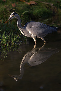 Ardea cinerea (Ardeidae)  - Héron cendré - Grey Heron Nord [France] 14/11/2012 - 30m