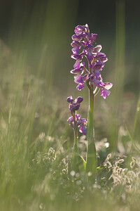 Anacamptis morio subsp. picta (Orchidaceae)  - Anacamptide peinte, Orchis peint Aude [France] 22/04/2013 - 480m