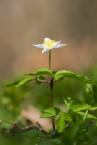 Anemone nemorosa (Ranunculaceae)  - Anémone des bois, Anémone sylvie - Wood Anemone Nord [France] 07/04/2013 - 50m