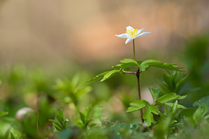 Anemone nemorosa Anémone des bois, Anémone sylvie Wood Anemone