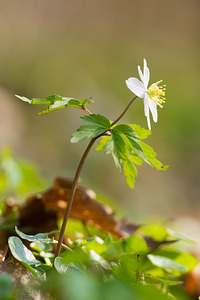 Anemone nemorosa (Ranunculaceae)  - Anémone des bois, Anémone sylvie - Wood Anemone Nord [France] 07/04/2013 - 60m