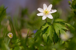 Anemone nemorosa (Ranunculaceae)  - Anémone des bois, Anémone sylvie - Wood Anemone Nord [France] 07/04/2013 - 60m