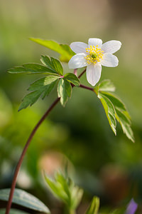 Anemone nemorosa (Ranunculaceae)  - Anémone des bois, Anémone sylvie - Wood Anemone Nord [France] 07/04/2013 - 60m