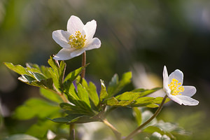 Anemone nemorosa (Ranunculaceae)  - Anémone des bois, Anémone sylvie - Wood Anemone Nord [France] 07/04/2013 - 60m