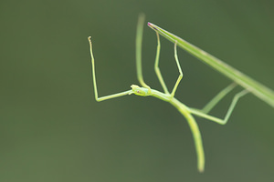 Clonopsis gallica (Bacillidae)  - Phasme gaulois - French stick insect Aude [France] 23/04/2013 - 720m