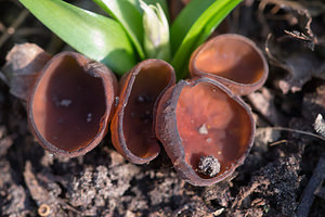 Dumontinia tuberosa (Sclerotiniaceae)  - Anemone Cup Nord [France] 07/04/2013 - 60m