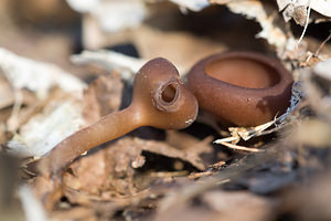 Dumontinia tuberosa (Sclerotiniaceae)  - Anemone Cup Nord [France] 07/04/2013 - 60m