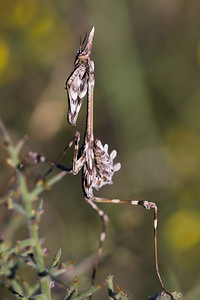 Empusa pennata (Empusidae)  - Empuse commune, Diablotin Aude [France] 23/04/2013 - 470m