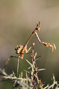 Empusa pennata (Empusidae)  - Empuse commune, Diablotin Aude [France] 23/04/2013 - 470m