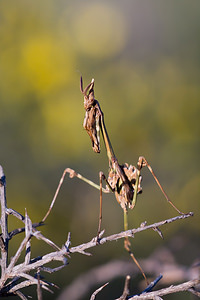 Empusa pennata Empuse commune, Diablotin