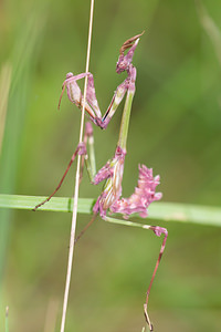 Empusa pennata (Empusidae)  - Empuse commune, Diablotin Aude [France] 30/04/2013 - 50m