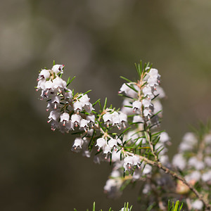 Erica arborea (Ericaceae)  - Bruyère arborescente, Bruyère en arbre, Bruyère arborée - Tree Heath Aude [France] 24/04/2013 - 470m