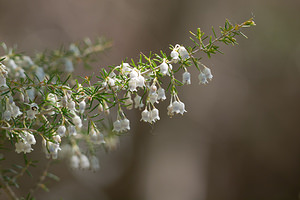 Erica arborea (Ericaceae)  - Bruyère arborescente, Bruyère en arbre, Bruyère arborée - Tree Heath Aude [France] 24/04/2013 - 470m